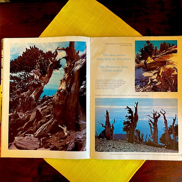 Vintage Arizona Highways magazine, January 1971, The Forests of Arizona - Picture 3 of 5